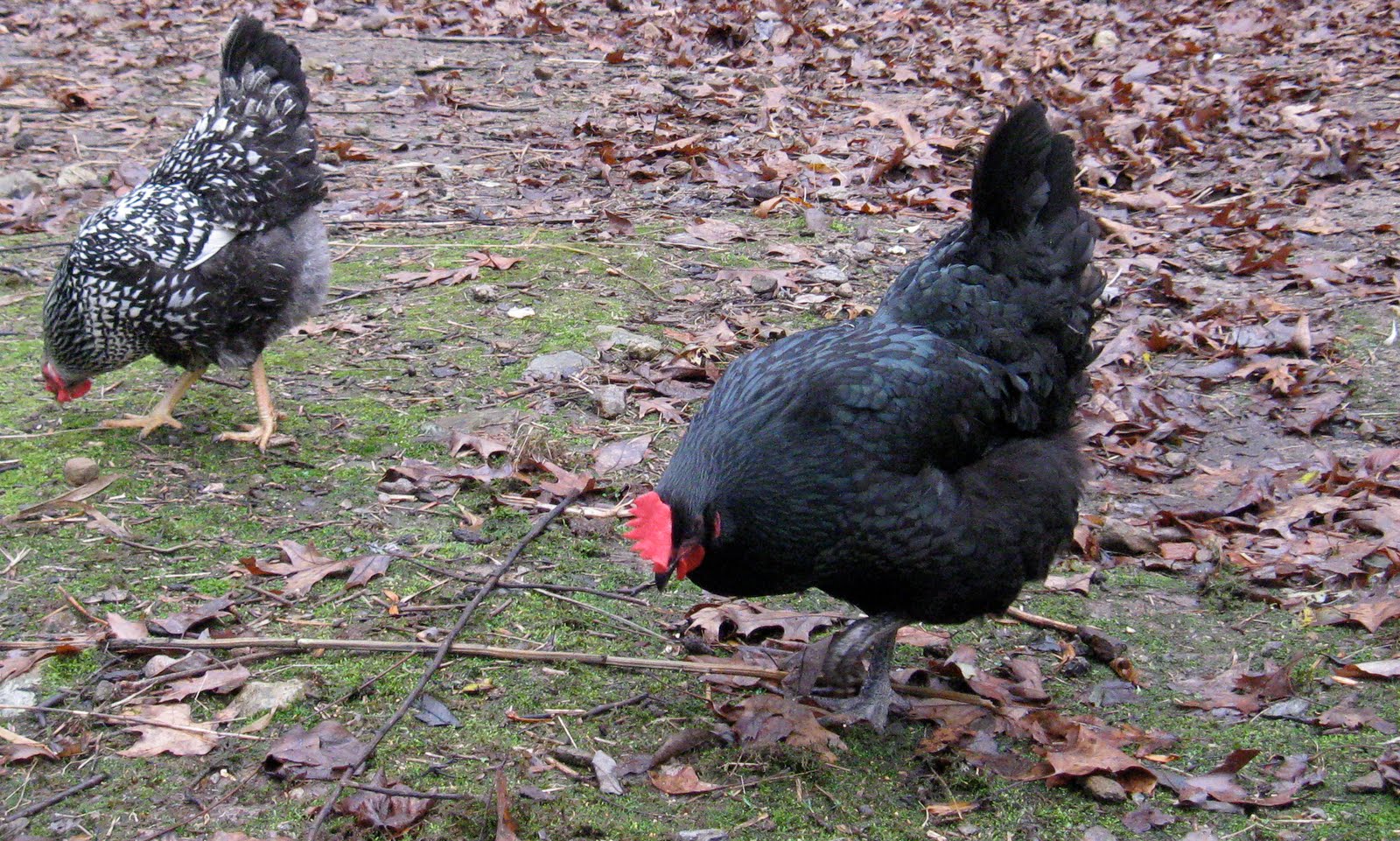 Historic Barns of Connecticut Celebrate Chickens!