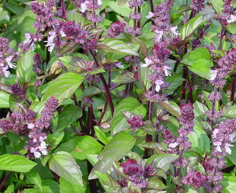 Summer Sipping & Cinnamon Basil Pesto