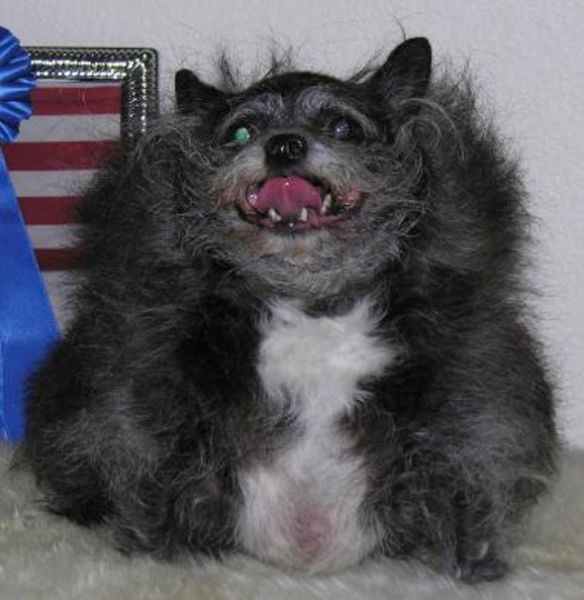 20 Ugliest Dogs Ever Damn Cool Pictures