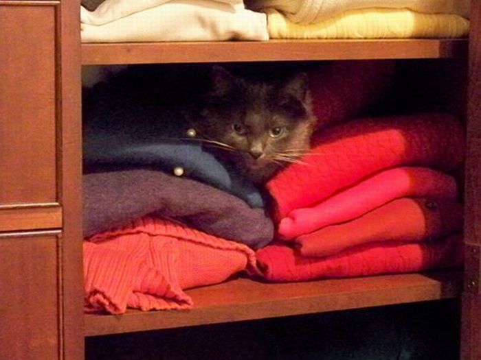 [funny_ways_to_store_and_organize_cats_47.jpg]