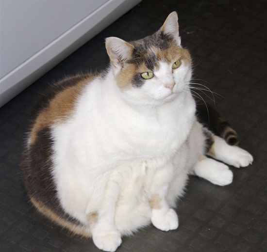 [fat_pets_07.jpg]