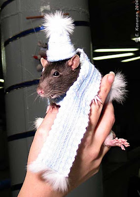 How Animals Celebrate Christmas