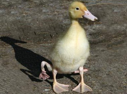 [weird-deformed-animals-07.jpg]