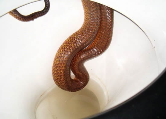 [toilet-snake1.jpg]