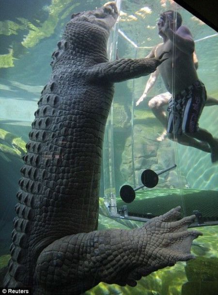 Gaiola da Morte, um encontro com crocodilos