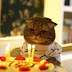 cara kucing merayakan ulang tahunnya