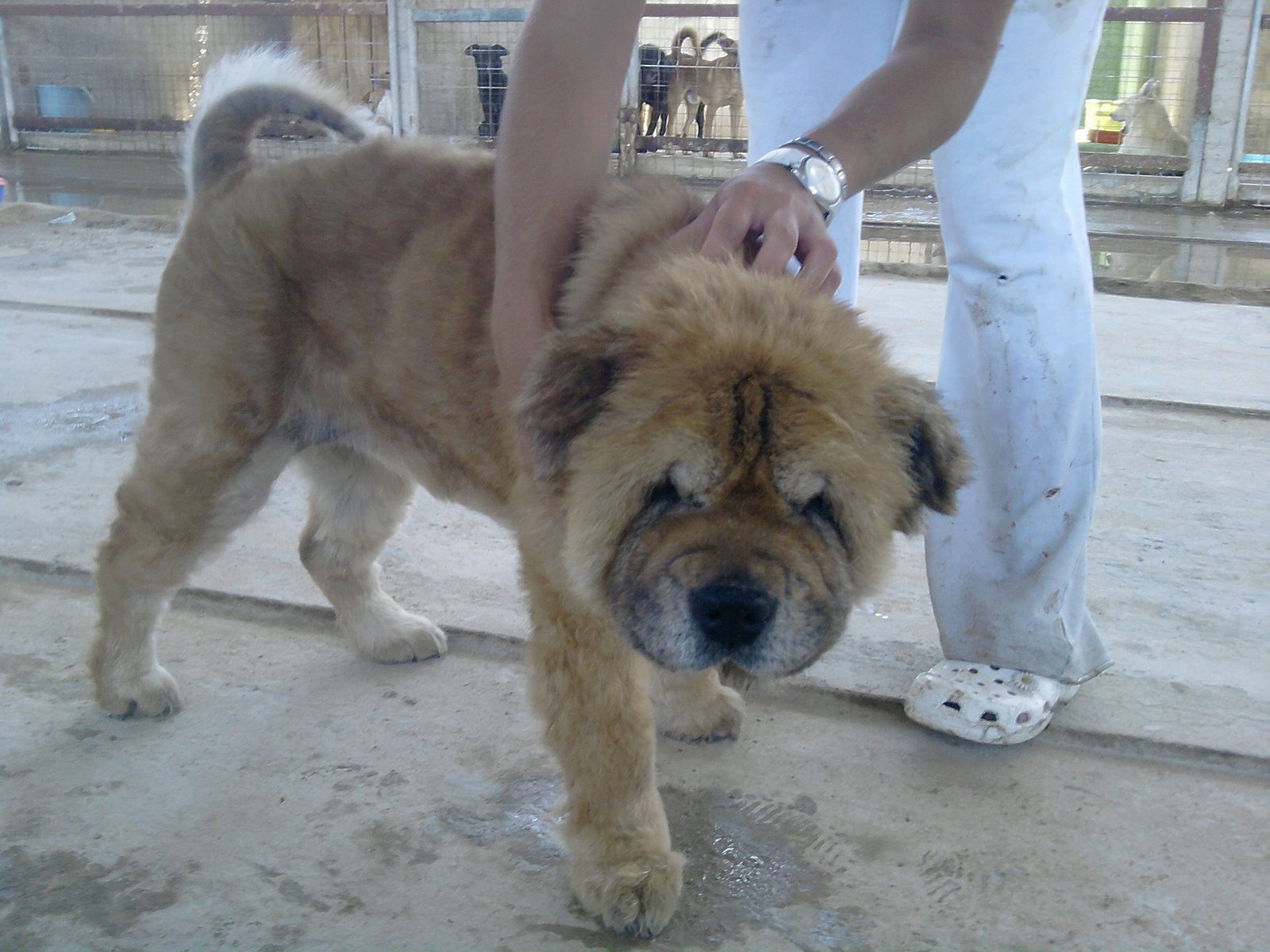 [Chowchow+(2).jpg]