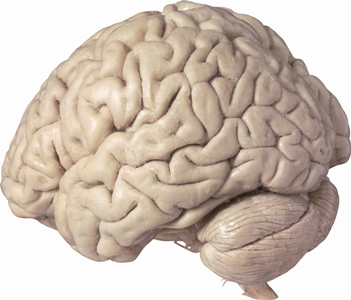 [brain_baixa.jpg]