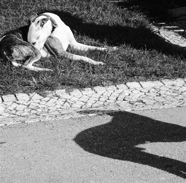 [CÃ£o.JPG]