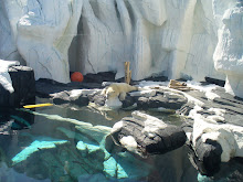 Polar Bear; Sea World.