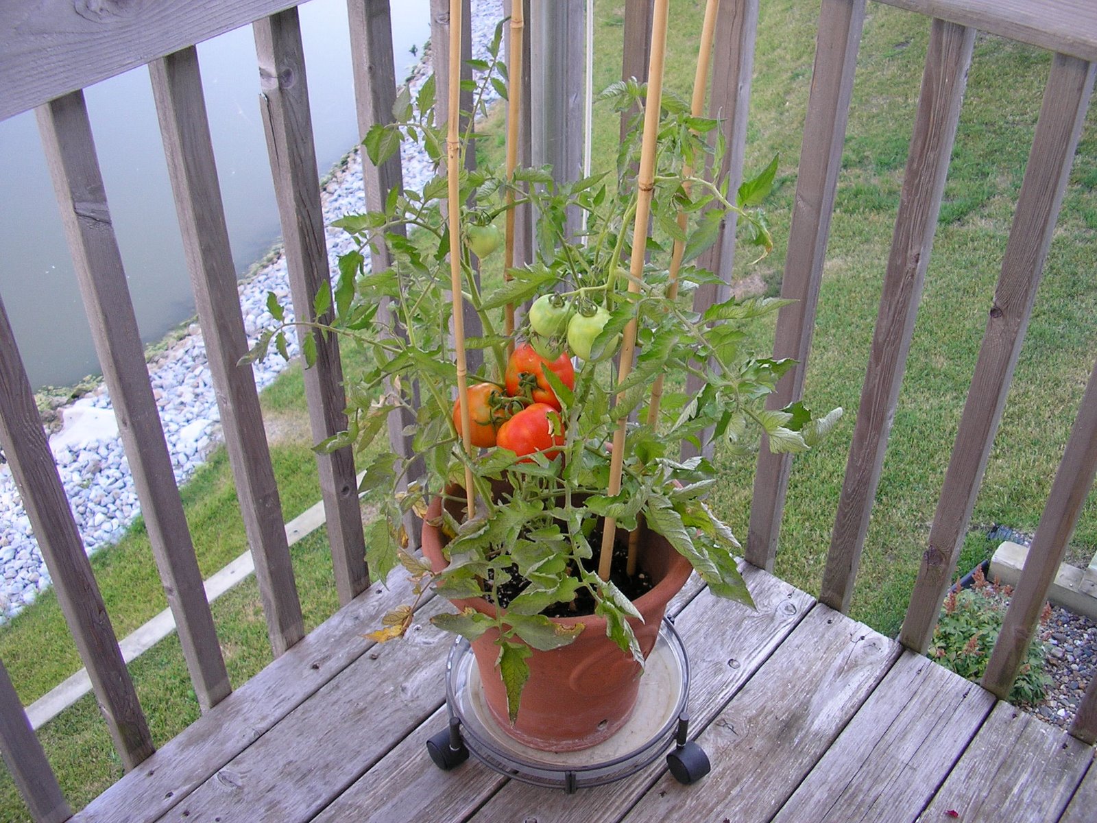 [ripening+tomatoes+on+deck!+7-07.JPG]