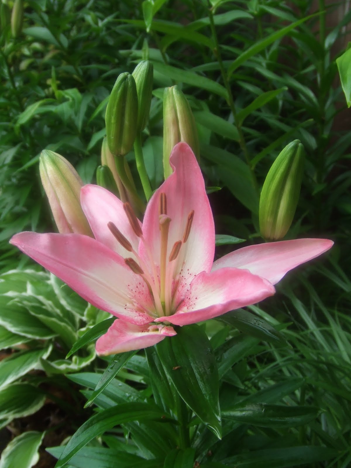 The Suburban Gardener Asiatic Lily Tiny Todd