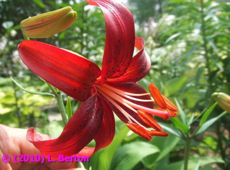 The Suburban Gardener Asiatic Lily Red Velvet