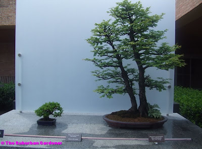 The Suburban Gardener: At The Chicago Botanic Garden