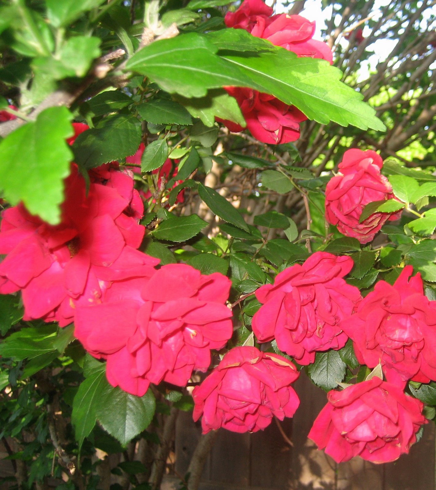 [pics+of+the+house+and+roses+007.JPG]