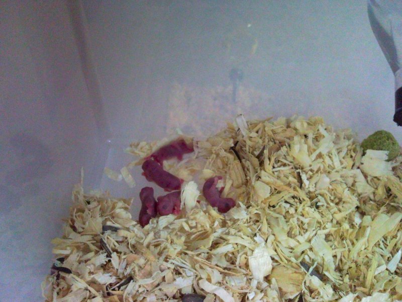 mafia wars facebook discussion