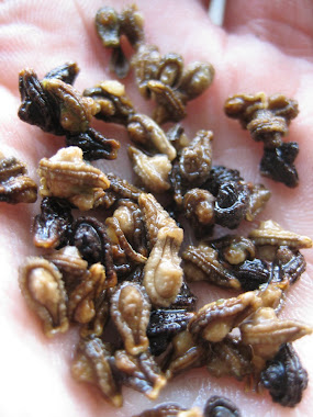 Shivlingi (Diplocyclos Palmatus) Seeds