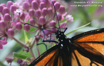 monarch release