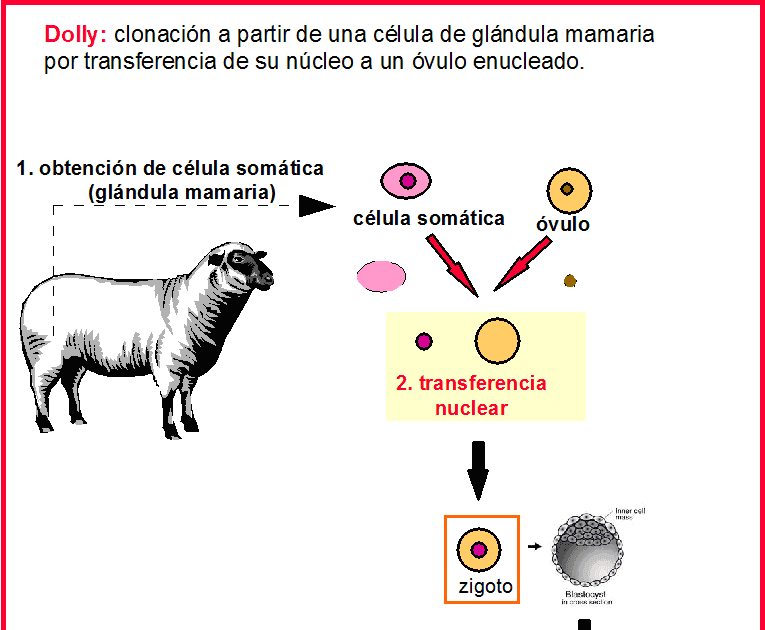 MYCBiología Técnica de clonación de la oveja Dolly