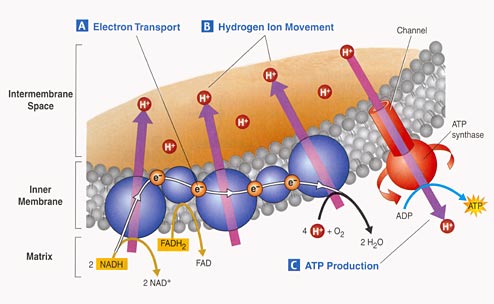 diagram of electron transport biology the miracle of cellular respiration diagram of electron transport biology the miracle of cellular respiration