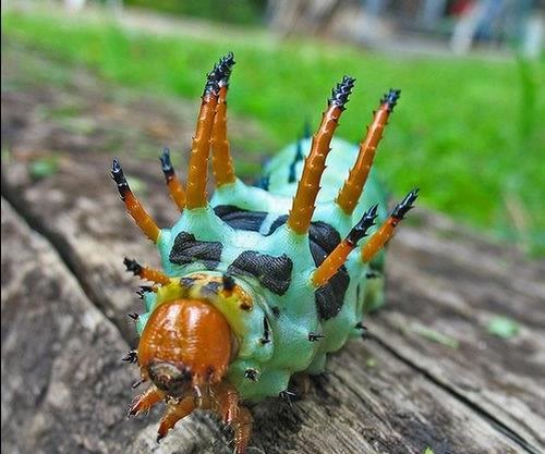 Dream Dunia: 10 Most Beautiful and Colorful Caterpillars