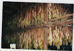 Tobacco hanging in the barn