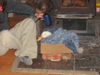 Cold Duck