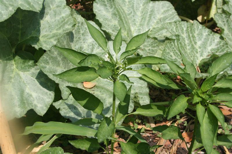 [יולי+09+024+(Medium).jpg]