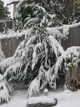 Backyard tree