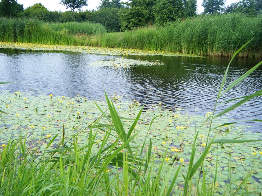Afbeelding