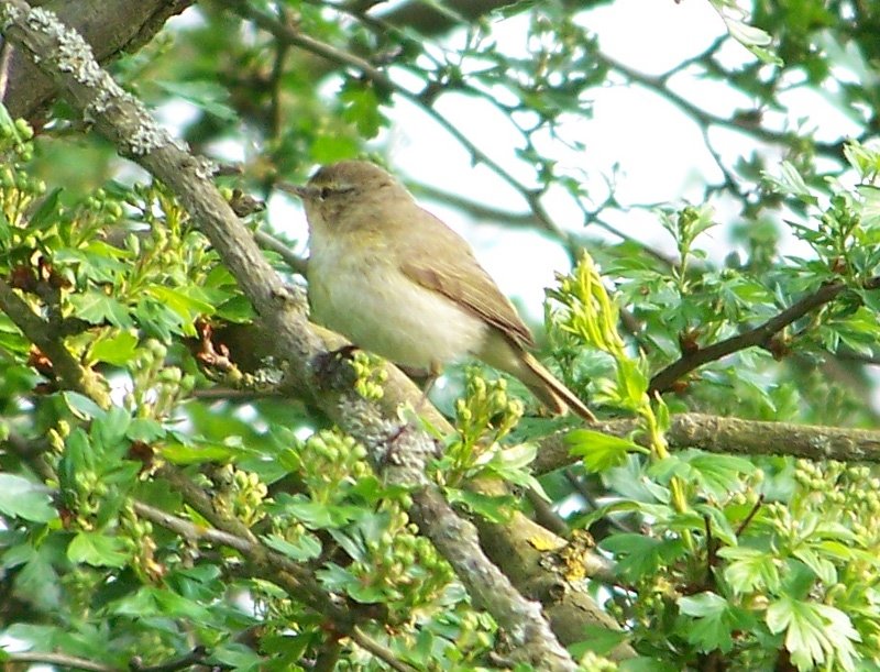 [chiffchaff2.jpg]