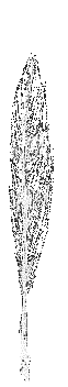 [pena.gif]