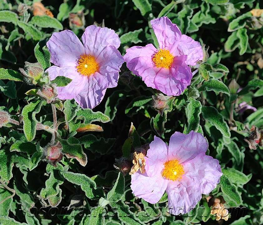 A Rose is a Rose... A Closer Look at a Rock Rose