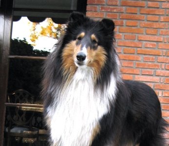 Rubhays Black Magic "Emma"