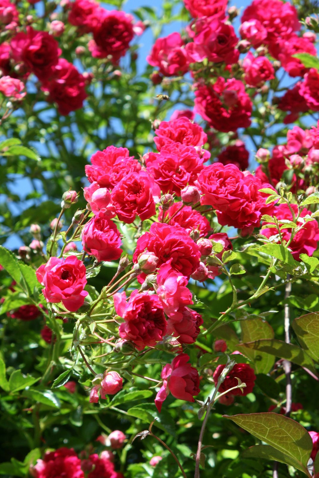 [Roses.JPG]
