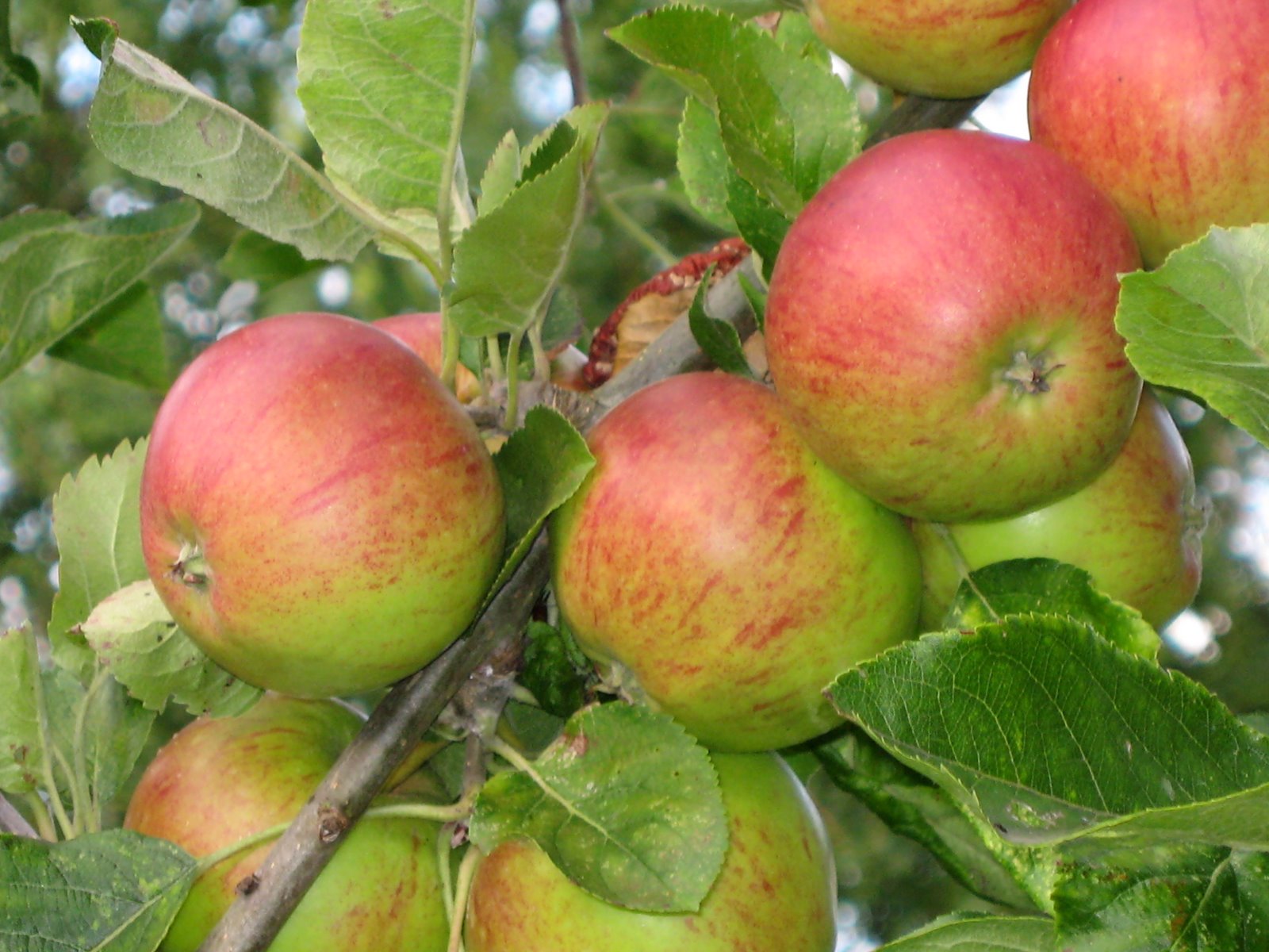 [Apples.jpg]