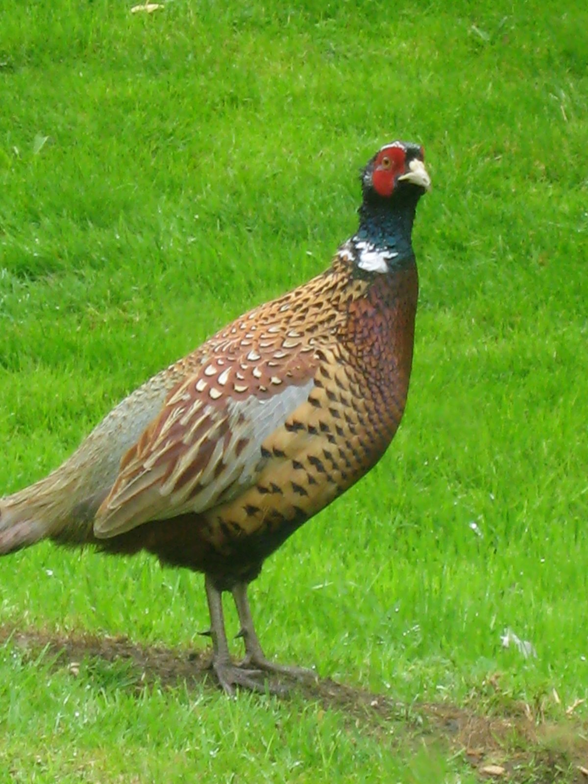 [IMG_4423.JPG]