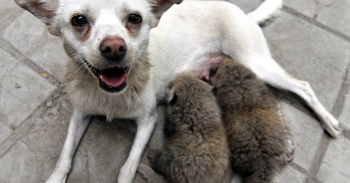 Thoughtful Jack Animals nursing other animals