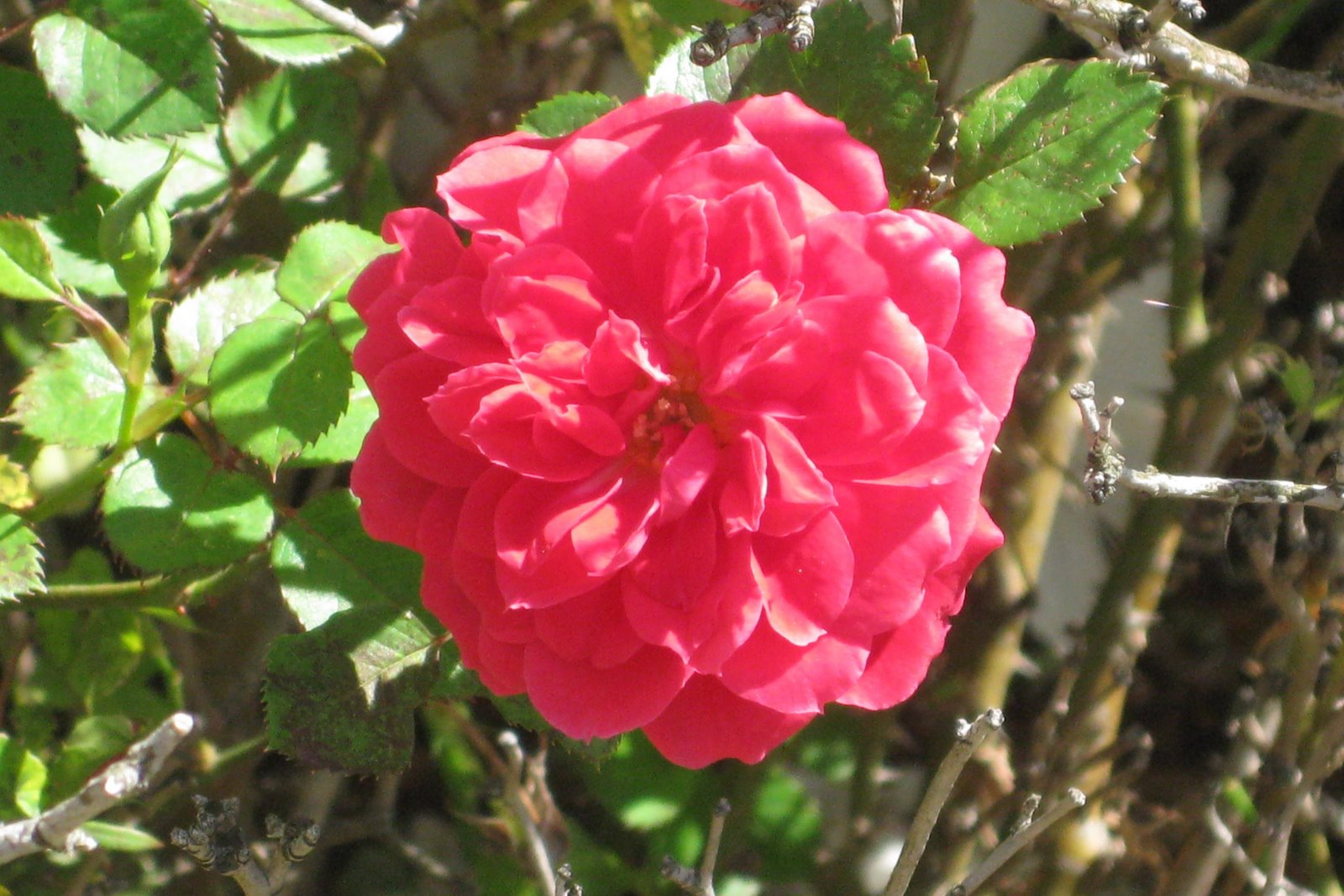 [flowers5.jpg]