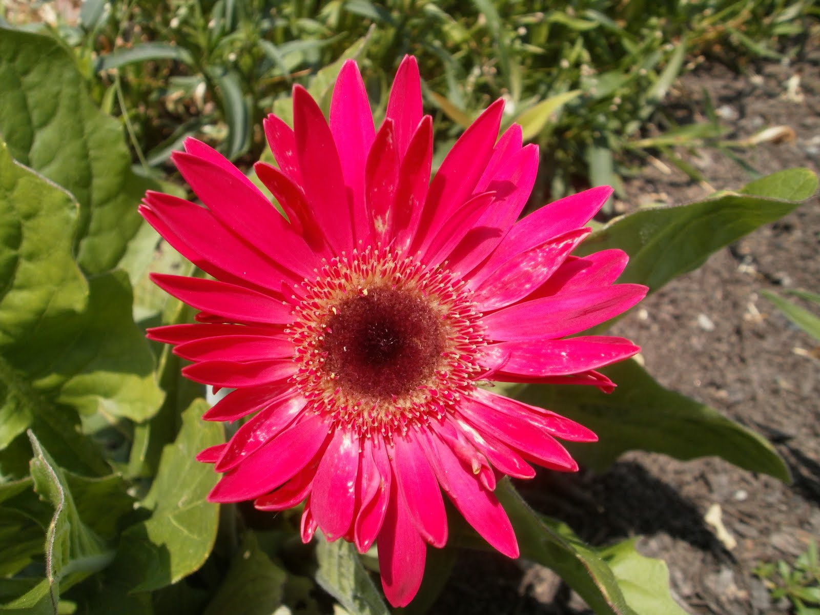 Lees Little Garden Gerbera Daisy