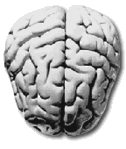 SOLO PROMOCION DE LA SALUD MENTAL
