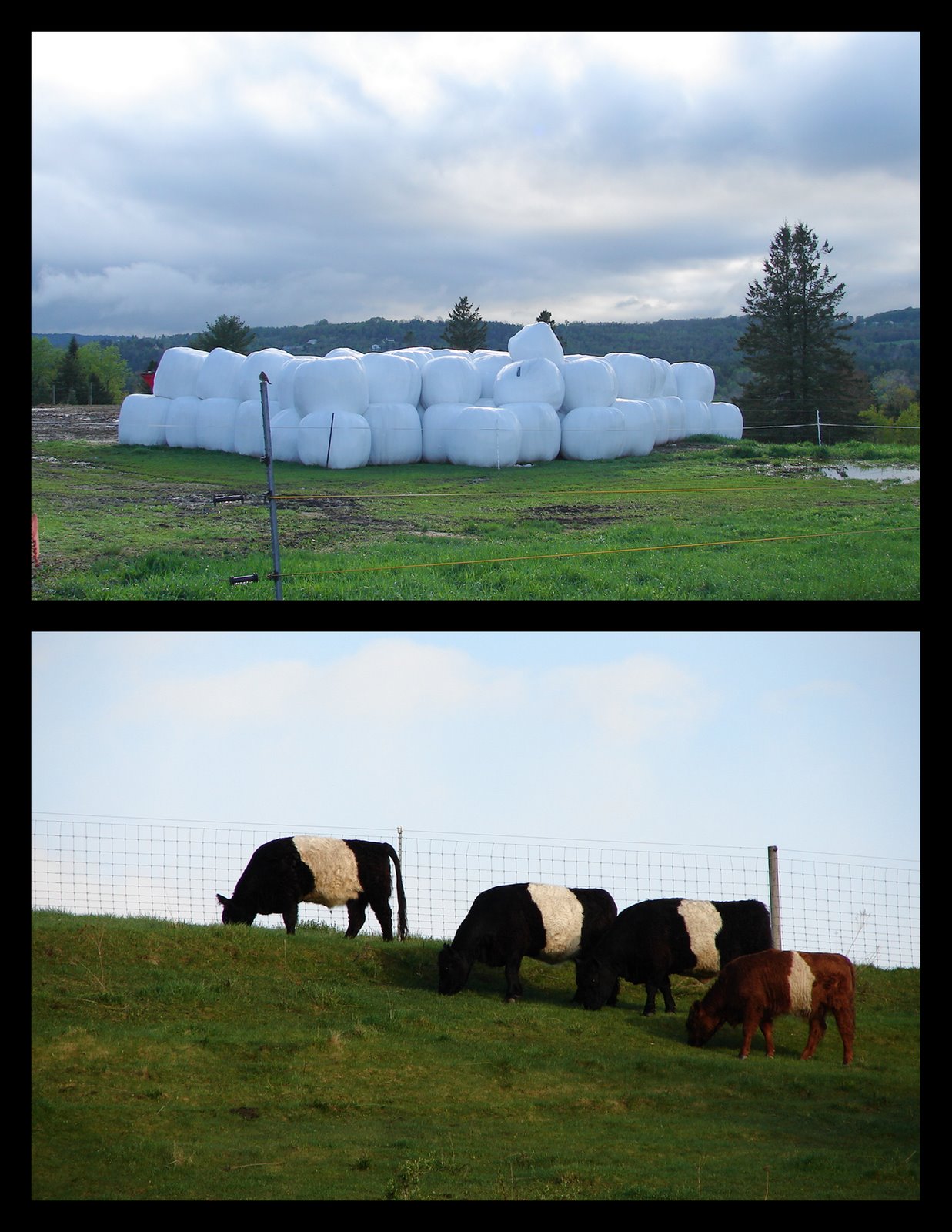 Expeditions by Tricia Marshmallow Farm with Oreo Cows