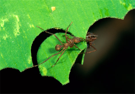 work diligently cutting