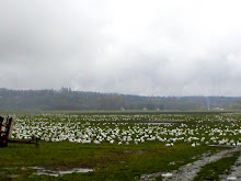 Snow Geese