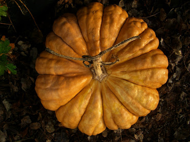 Beautiful Pumpkins are a sight to behold...