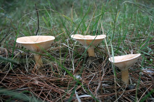 [Clitocybe+gibba.jpg]