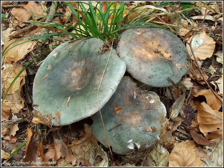 [Russula+cyanoxantha.bmp]