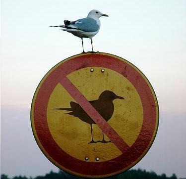 [funny-pictures-bird-anti-bird.jpg]
