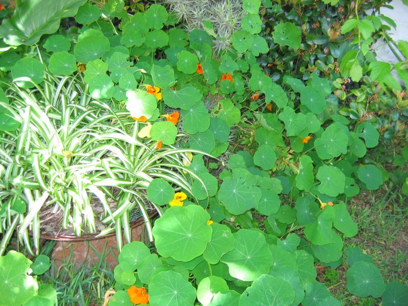 Eco Footprint South Africa Nasturtiums an edible plant