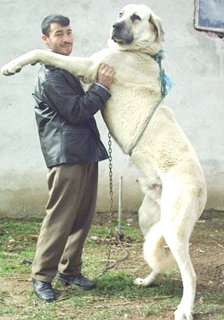 kangal dog